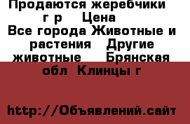 Продаются жеребчики 14,15 16 г.р  › Цена ­ 177 000 - Все города Животные и растения » Другие животные   . Брянская обл.,Клинцы г.